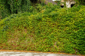 Concrete floor and green leaf ivy plant covered stone fence wall for design.
