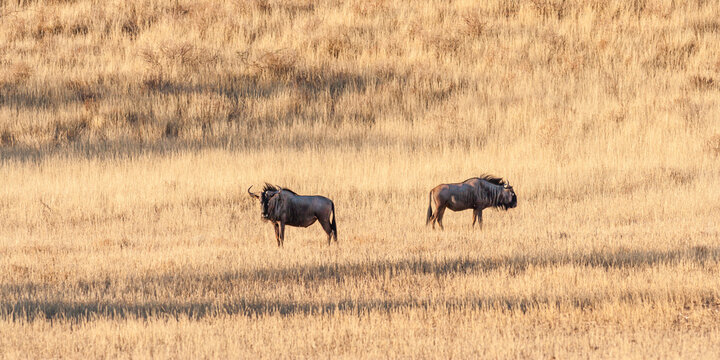 Two Blue Wildebeest (Connochaetes taurinus) on dry savanna in early morning light, Kgalagadi National Park, South Africa