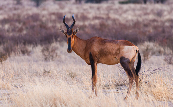 Full body portrait of a Hartebeest (Alcelaphus buselaphus) standing on savanna in Kgalagadi National Park, South-Africa