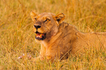 Obraz na płótnie Canvas Portrait of Lioness (Panthera leo) lying in tall grass at sunset