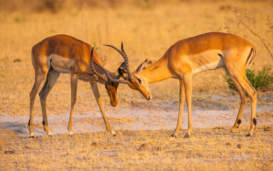 Two Impala bucks (Aepyceros melampus) fighting