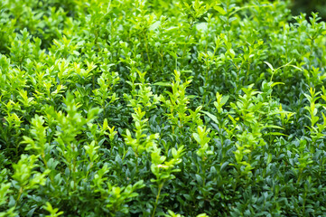 Obraz premium Bright glossy young green foliage on bush of boxwood Buxus sempervirens or European box. Evergreen garden. Close-up. Texture leaves as background. Nature concept for design. Selective focus.