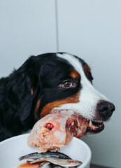 Bernese mountain dog eats raw food. Fresh dog food. Dog eating fish and chicken bone.	