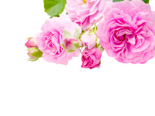 Bright pink antique roses and buds in the corner isolated transparent png