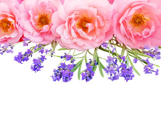 Pink curly open roses and provence lavender isolated transparent png