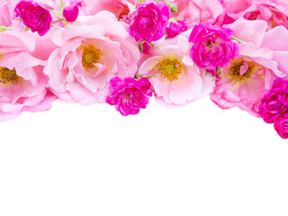 Pink curly roses and small vibrant pink roses isolated transparent png