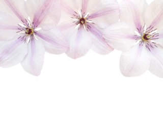 Three pearl pink clematis flowers isolated transparent png