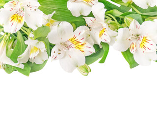 White alstroemeria or Peruvian lily flowers isolated transparent png