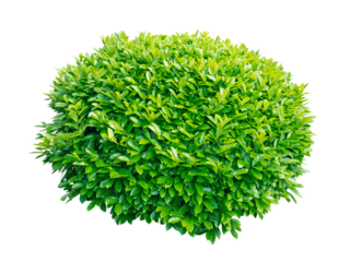 Green laurel decorative globe form shrub isolated transparent png
