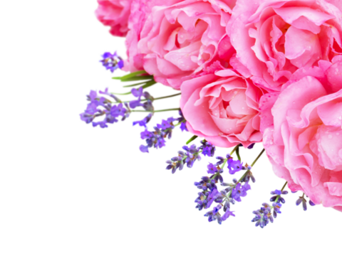 Pale pink curly roses and lavender in the corner isolated transparent png