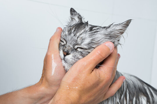Funny cat taking shower or bath. Man washing cat face. Pet hygiene concept. Wet cat.
