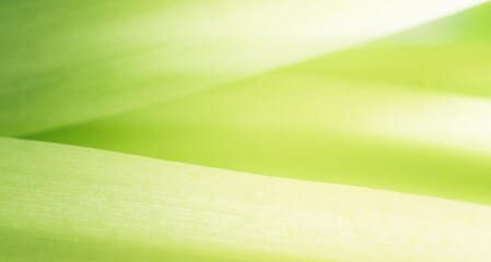 Closeup abstract nature green blurred background nature leaf on greenery background with copy space using as background wallpaper page concept.
