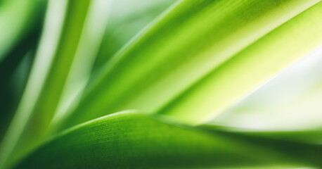 Closeup abstract nature green blurred background nature leaf on greenery background with copy space using as background wallpaper page concept.