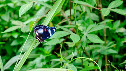 Wild butterflies in the plantation area