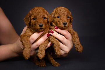 Two small red toy poodle puppies in female hands. Cute picture of puppies on a dark uniform background