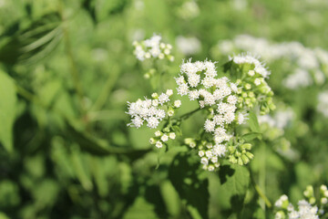 White snakeroot at Linne Woods in bright sun in Morton Grove, Illinois