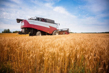 Harvester machine to harvest wheat field working. Combine harvester agriculture machine harvesting golden ripe wheat field. Agriculture