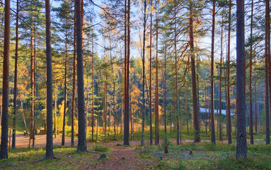 evening sun in autumn forest