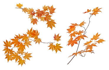Naklejka na ściany i meble three maple tree branches with bright leaves isolated on white