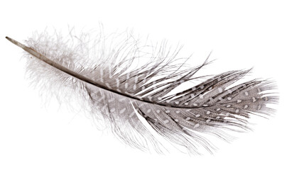 fluffy and spotted feather isolated on white