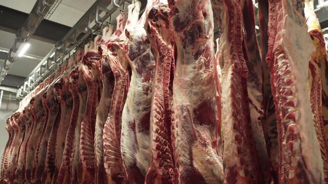 Beef carcasses hang in the refrigerator at the meat production