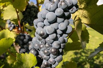 gro&szlig;e blaue Trauben in Weinberg ,mit viel weinlaub,reif f&uuml;r die ernte,f&uuml;r Wein machen