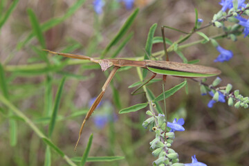 Fototapeta premium Brown praying mantis resting on wild blue sage in Morton Grove, Illinois