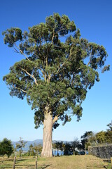 Huge eucalyptus tree next to stone wall