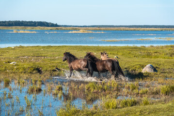 Three semi-wild horses konik polski are running in the water at Engure lake nature park in Latvia © Julija