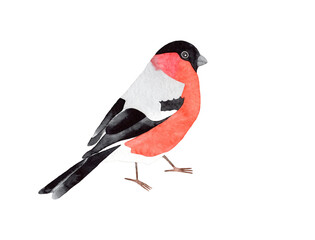 Hand drawn watercolor illustration of a bullfinch bird. Isolated on transparent background.