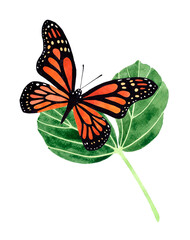 Watercolor Monarch Butterfly top view on a leaf composition. Illustration isolated on transparent background.