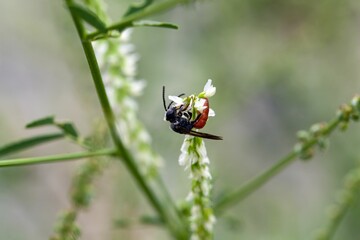 The solitary parasitic bee Sphecodes albilabris