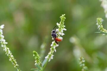 The solitary parasitic bee Sphecodes albilabris