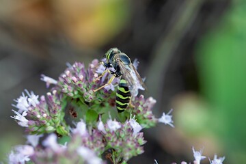 The Sand wasp Bembix rostrata on a flower