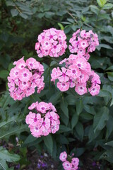 a narrow spike shaped  Salmon-colored inflorescence with a double purple-white ring in the middle . Phlox paniculata Larissa on a summer flower bed
