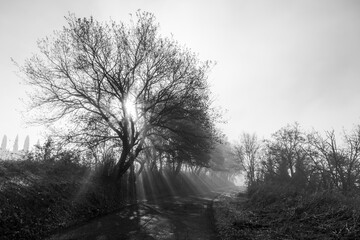Sunrays between mist and trees at dawn near a road
