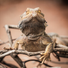 a lizard closeup 