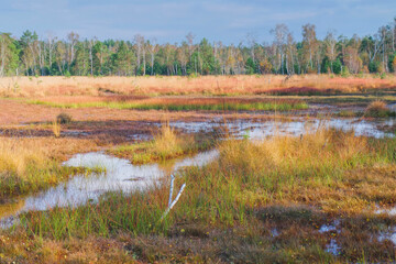 ein Moor im Herbst mit Laubfärbung der Bäume - a bog in indian autumn