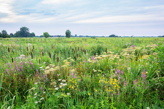 Wildflowers in the Dutch grasslands on a quiet summer evening