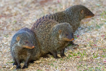 Three banded mongoose (Mungos mungo) 