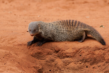 Banded mongoose at its burrow.
