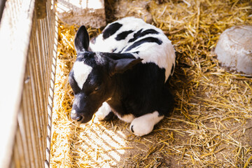 A young bull is lying on the hay in the barn and resting. The calf is black and white. Bright sunlight and shadows. Animal husbandry, Agricultural industry.