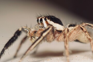 wolf spider on the ground 