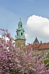 Wawel Palace tower in Krakow against the background of cherry blossoms