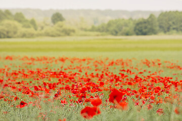 A summer field of red poppies with a blurred background