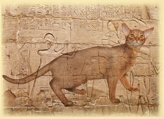 Abyssinian cat close-up against a background of Egyptian drawings and hieroglyphics. Double exposure