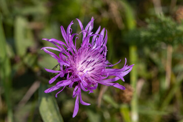 Purple flower close up with grass background in subcarpathian farm land