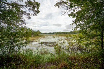 Flynn lake in Violet Cury Preserve of Tampa, FL