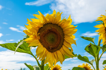 Sunflower in the field against the blue sky