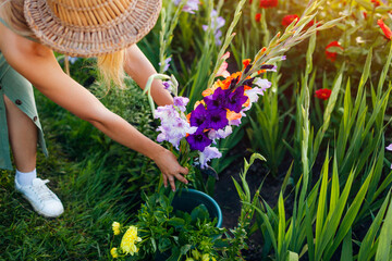 Woman gardener putting bunch of gladiolus in bucket with water. Harvest in summer garden at sunset. Cut flowers business - obrazy, fototapety, plakaty
